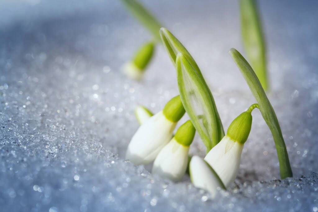 Winter Gardening